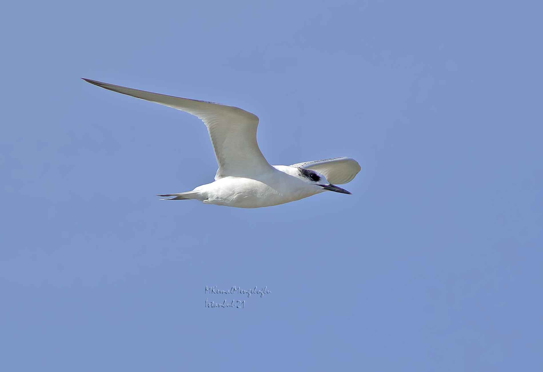 Sandwich Tern